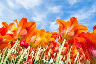 A patch of vibrant tulips reach for the sky.