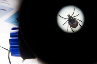 A dead tick lies under a microscope.