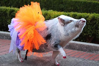 6 fascinating facts about California: therapy pig and peach king edition