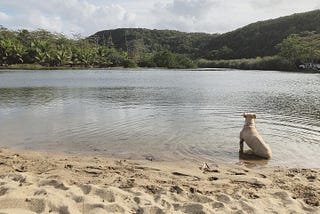 Georgia May, my ash blonde pitbull sitting at the edge of the river, the green mountains of Puerto Rico looming in the background.