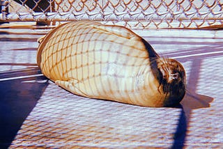 A chubby sea lion lying on its side in the sun on some concrete in front of a chain link fence.