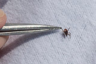 Why Scientists Still Disagree About Lyme Disease