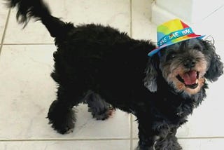A picture of my dog, a little black Cockapoo wearing a rainbow hat.
