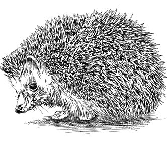 An illustration of a hedgehog.