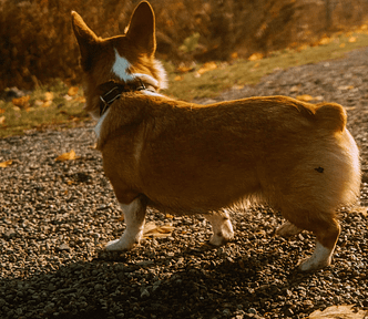 Corgi in partial shade on an off-leash trail at Jack Darling Dog Park