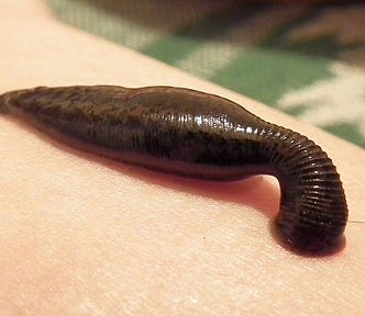 The Parasite Anti-Economy: How Banks, Landlords, and Monopolies Destroy Freedom and the Real Economy