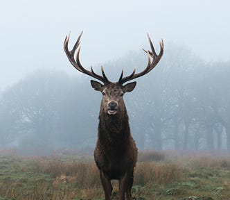 A male deer with antlers looking straight at the camera