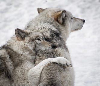 Image of wolves