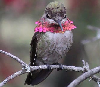 Grey hummingbird, looking, smug, with an especially ostentatious shimmering pink ruff around its neck made of its own feathers.