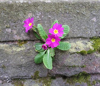 A primrose flower growing between the joint of a rock wall