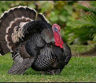 A big fat Turkey on a grassy lawn.