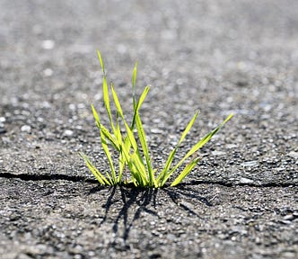 Small leaves of grass growing up out of a crack in the sidewalk.