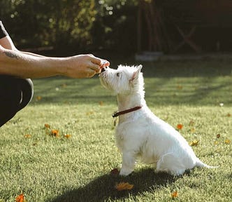 cbd dosierung für hunde