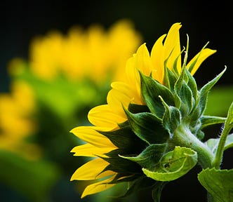 Growing Sunflowers From Seeds