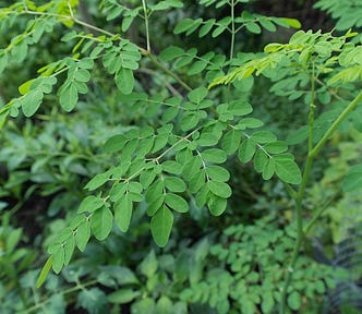 Leaves of the Moringa tree