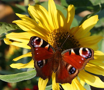 Planting Sunflowers In Your Garden