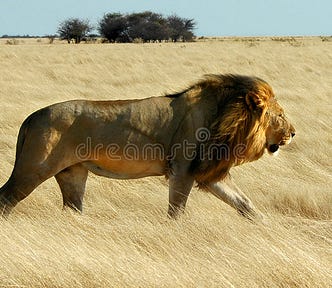 A wonderful, proud lion on the plains of Africa.