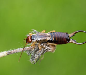Close-up photo of an earwig perched atop a stem with a dried flower, against a blurred green background