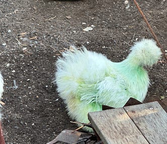 Green fluffy chicken.