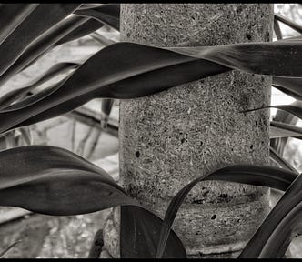 Agave leaves across a stone pilar.