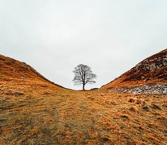 A lone Sycamore tree in the gap between two hills. Sycamore Gap in Northumberland.