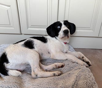 Lenny a black and white dog with one blue eye
