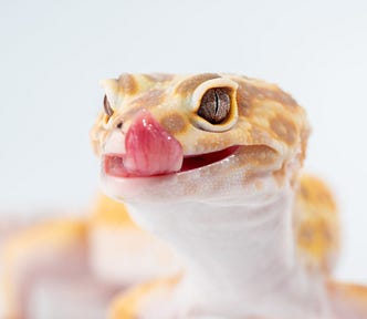 A yellow gecko licks its nose.