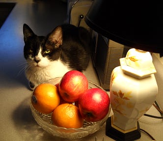 Author’s photo of Home Boy cat sitting on a table near a bowl of apples and a lamp