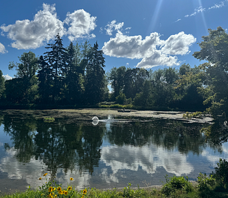beautiful pond with fluffy white clouds in a blue sky, reflected in water
