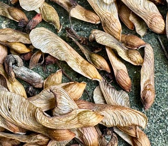 A wind-blown pile of silver maple seeds
