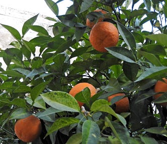 Orange tree at the church of the Nativity, Bethlehem, Palestine (Photo by the author, 2017)