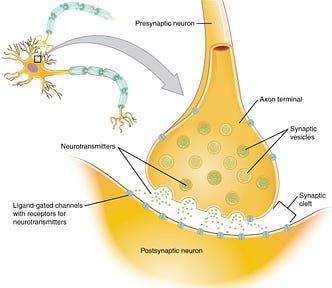 IMAGE: A schematic view of the neuron synapse
