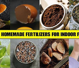 The 20 Homemade Fertilizers For Indoor Plants