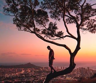 Here, we see someone on a tree looking out at a view.
