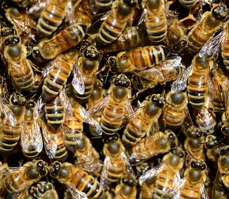 Photo of a mass of luvehoneybees.