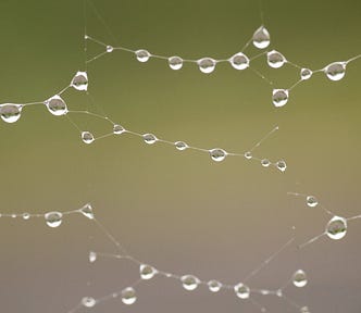 photo of a spider web with droplets looking like a node tree