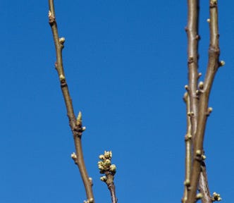 Photo of pussy willows buds on a blue sky background.