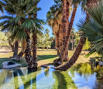 Palm trees and water at Agua Caliente Park in Tucson