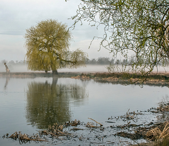 A misty wetland scene at dawn with still water reflecting large willow trees and bare branches. Soft fog lingers over the grassy shoreline in the background, creating a calm, atmospheric mood. In the foreground, decaying vegetation lines the muddy edge of the lagoon. A small bird swims near the water’s surface. Climate Ages logo appears in the bottom right corner
