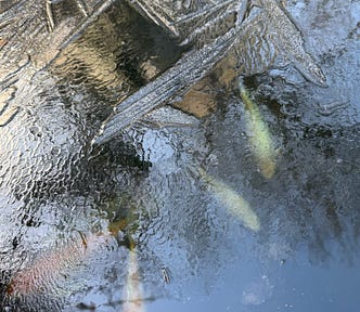 Koi under newly formed ice.