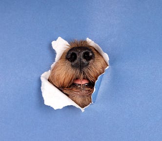 Photo of a dog’s nose and mouth peeking through a piece of torn blue paper that fills the screen