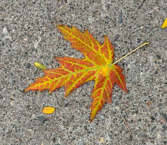A vibrant red and yellow maple leaf with intricate vein patterns lies on a textured grey concrete surface. Scattered around are small, yellow, elliptical leaves and thin twigs, contrasting with the maple leaf’s distinct shape and coloration.