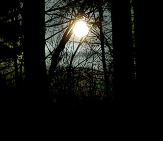 Moon seen through leafless forest trees