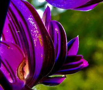 Purple leaves in a hanging basket