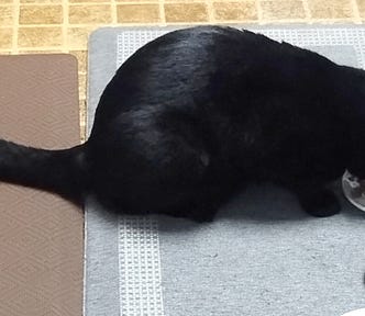Bosco, an all-black short-haired cat, eating his breakfast.