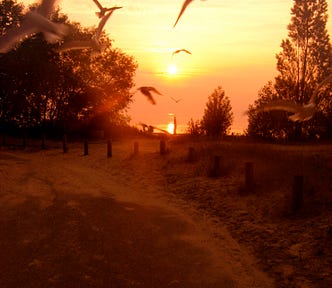 summer sunset dreamy skies with seagulls in the air, winding sandy road and wood posts | © pockett dessert, dreamy skies