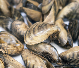 Invasive mussels with visible byssal threads.