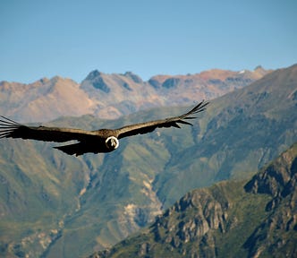 Bird in flight with wings outstretched with mountains behind