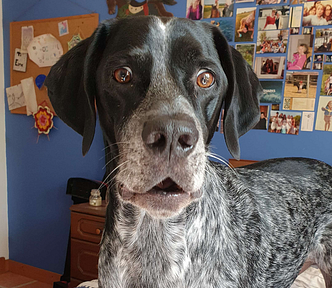 Photo of a German Shorthaired Pointer looking horrified.