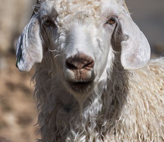 The calm cool gaze of a white Angora Goat looking at you.